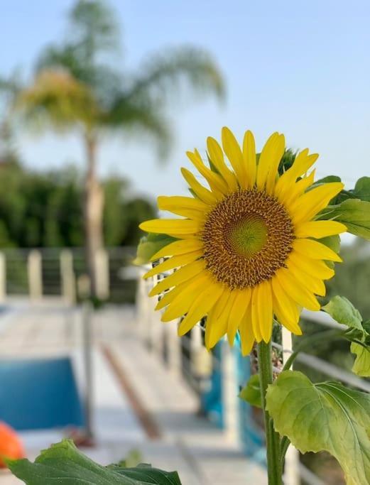 Marine'S Lux Villa:Golden Sunset Kalamáta Kültér fotó